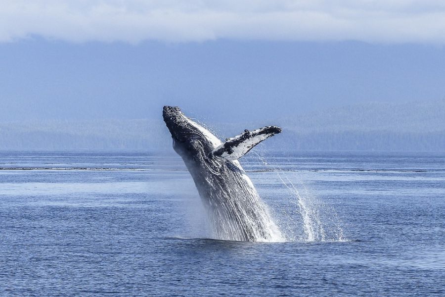 Bultrug walvis springt boven water aan de kust van Vancouver Island in Canada.