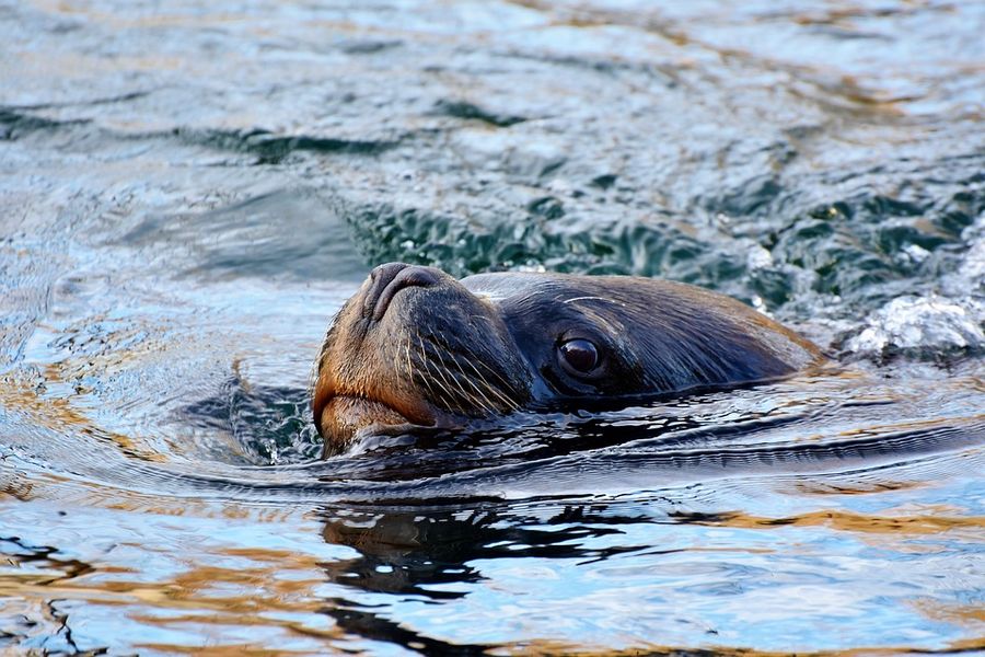 Closeup van een zwemmende zeeleeuw tijdens een wildlife tocht vanuit British Columbia in Canada.