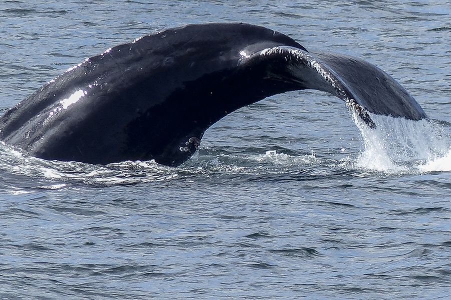 Walvisstaart boven water aan de kust van Vancouver Island tijdens een wildlife tocht.
