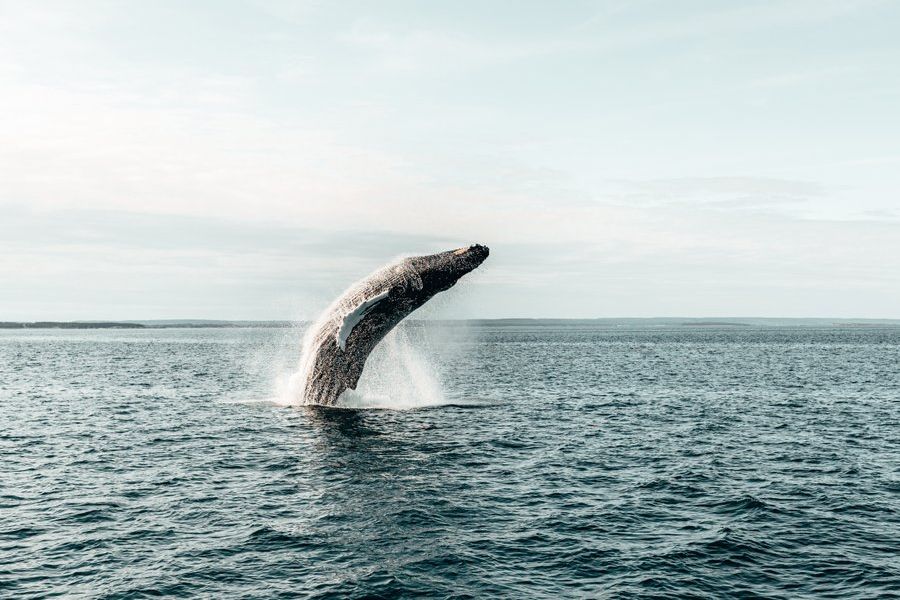 Bultrug walvis springt uit het water in New Brunswick in Canada.