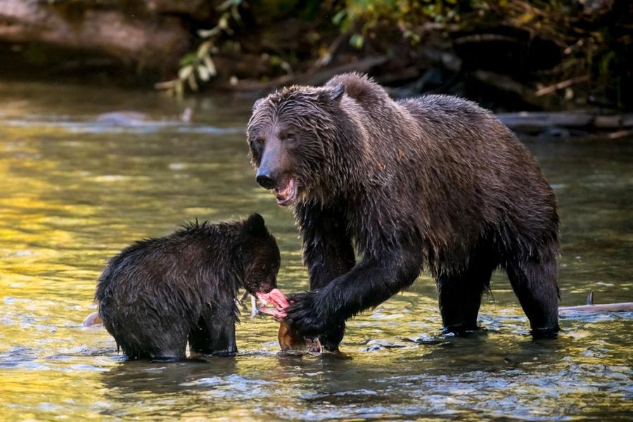 Grizzly beer met welp in de rivier in de Cariboo Mountains in Canada.