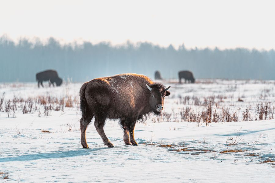 Bisons in Elk Island National Park in de winter in Canada