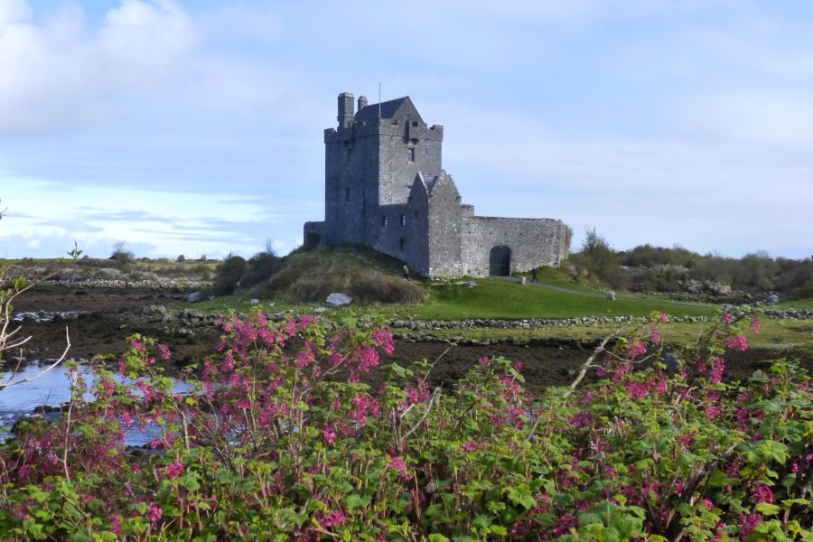 Dunguaire Castle, B&B autorondreis Westkust Ierland in een notendop