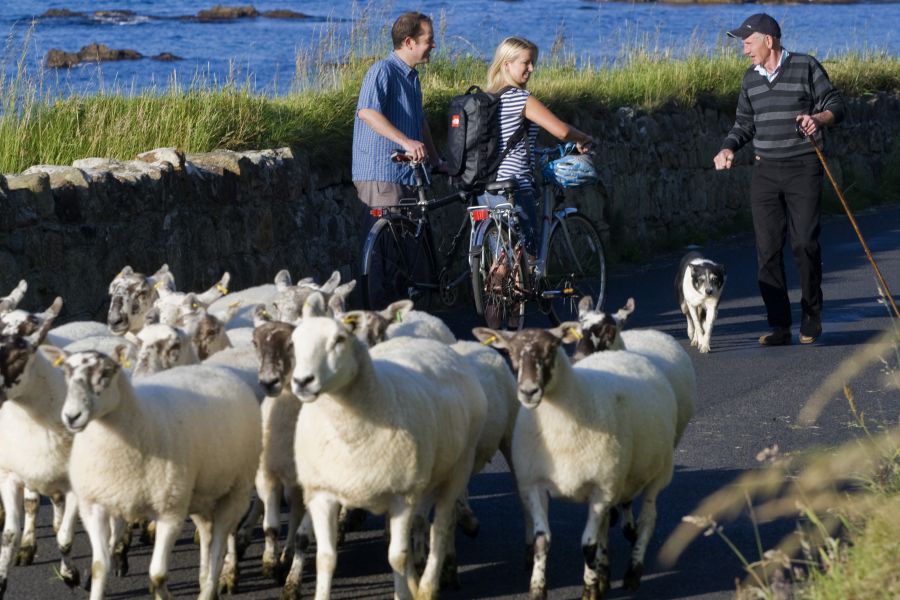 Schapen autorondreis Ierland B&B