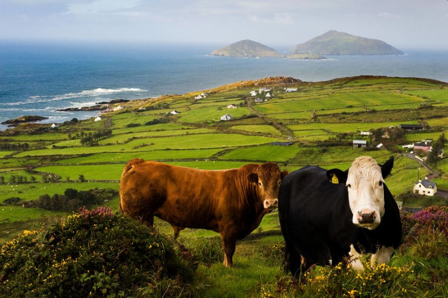 Ring Of Kerry kust autorondreis Ierland vakantiewoningen