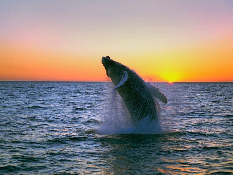 8-daagse vliegreis Akureyri incl. busexcursies