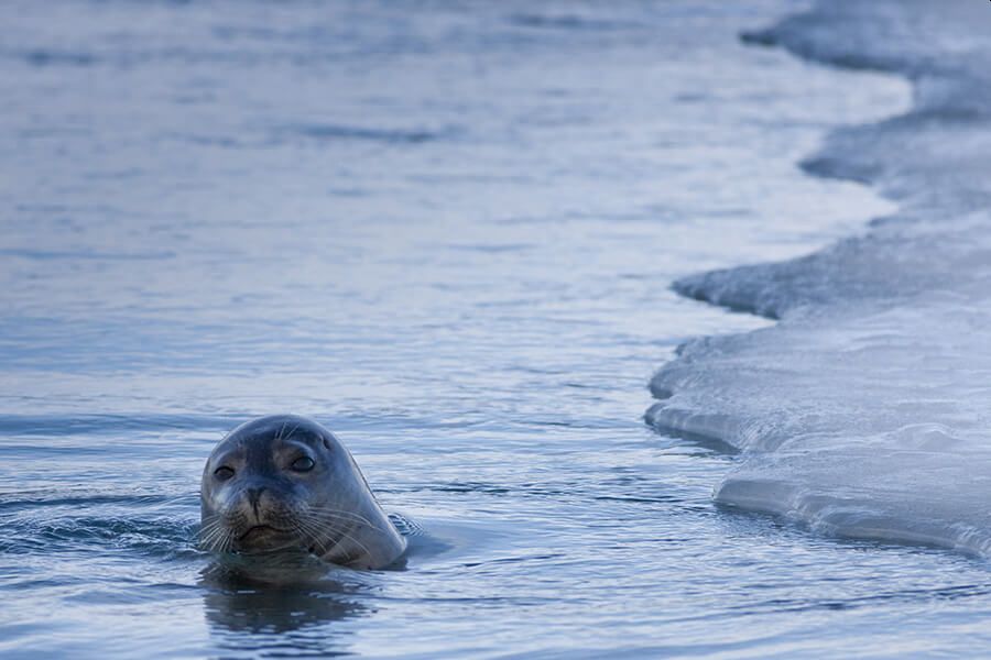 IJsland ijsbergenmeer excursie