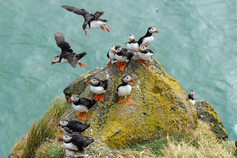 Ingolfshofdi Papegaaiduikers Autorondreis IJsland
