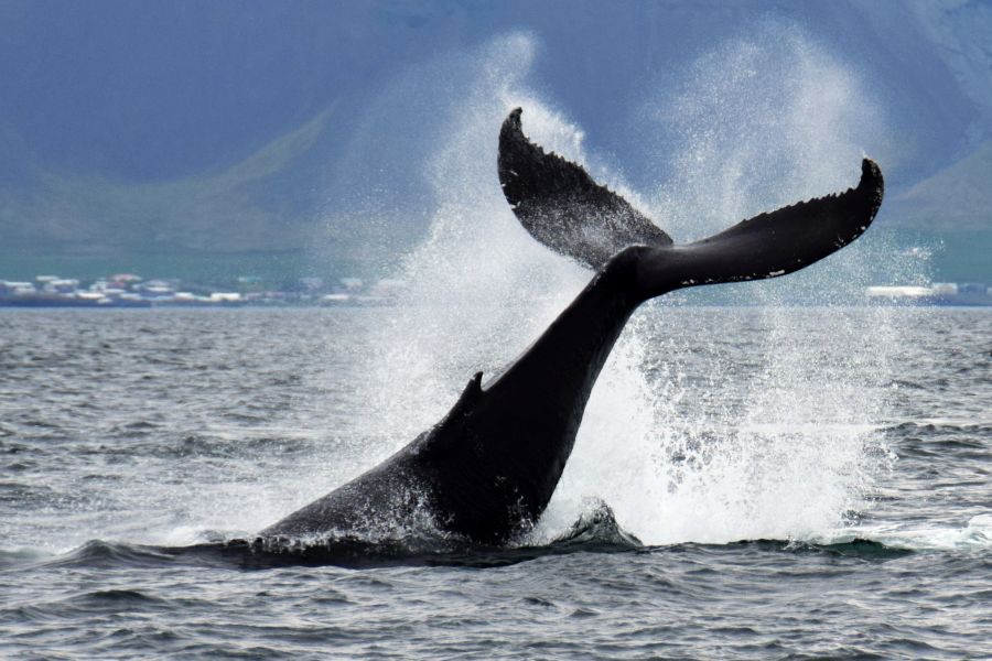 Whale Watching IJsland
