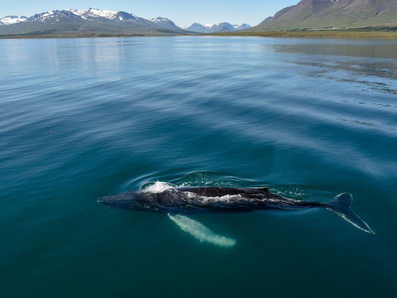 8-daagse vliegreis Akureyri incl. busexcursies