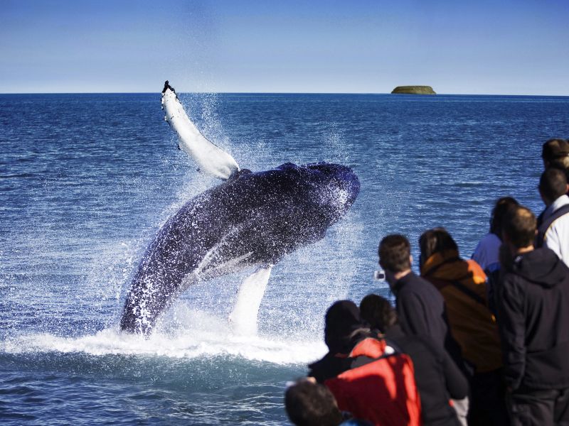 8-daagse vliegreis Akureyri incl. busexcursies