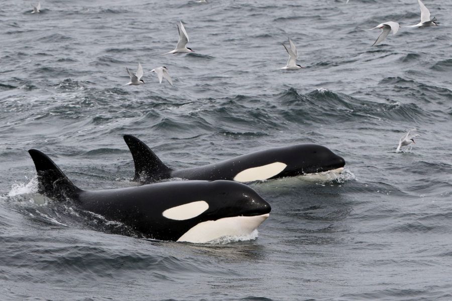 Orka’s Olafsvik Autorondreis IJsland