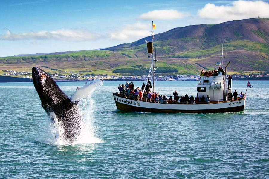 Husavik Walvissen Autorondreis IJsland