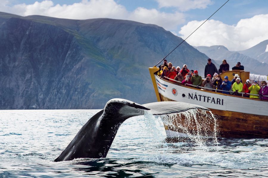Husavik Whale Watching Autorondreis IJsland