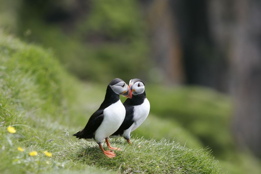 Papegaaiduikers IJsland