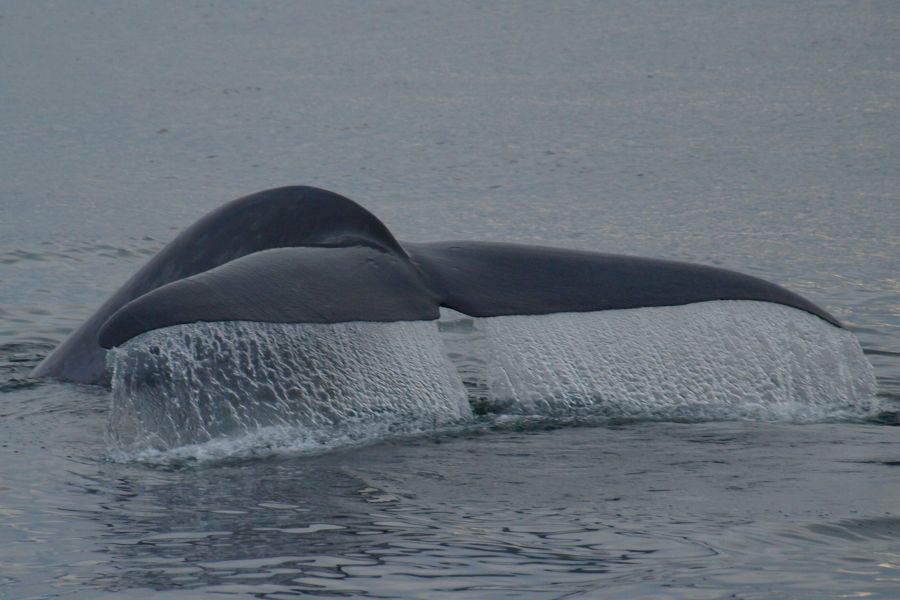 Whale Watching Husavik