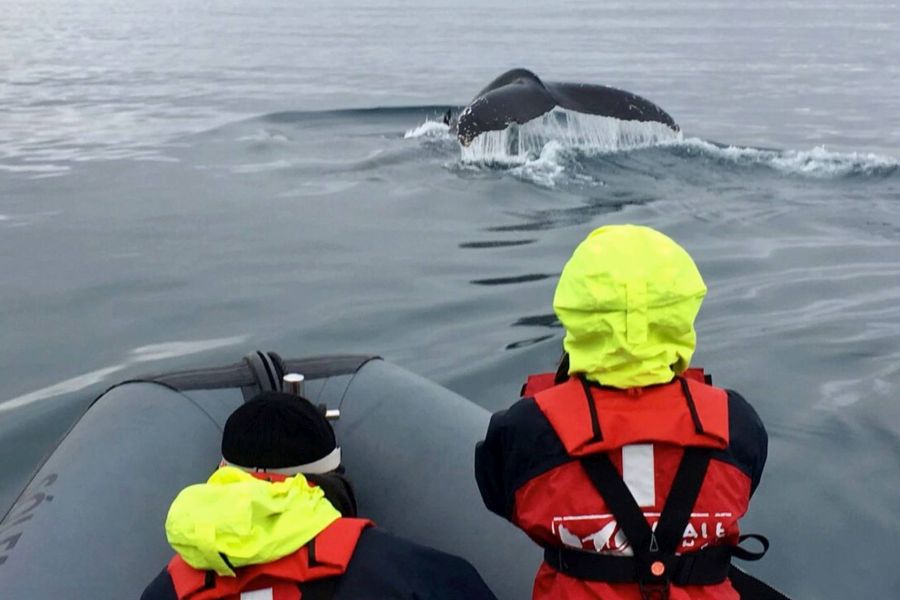 Akureyri Whale Watching IJsland