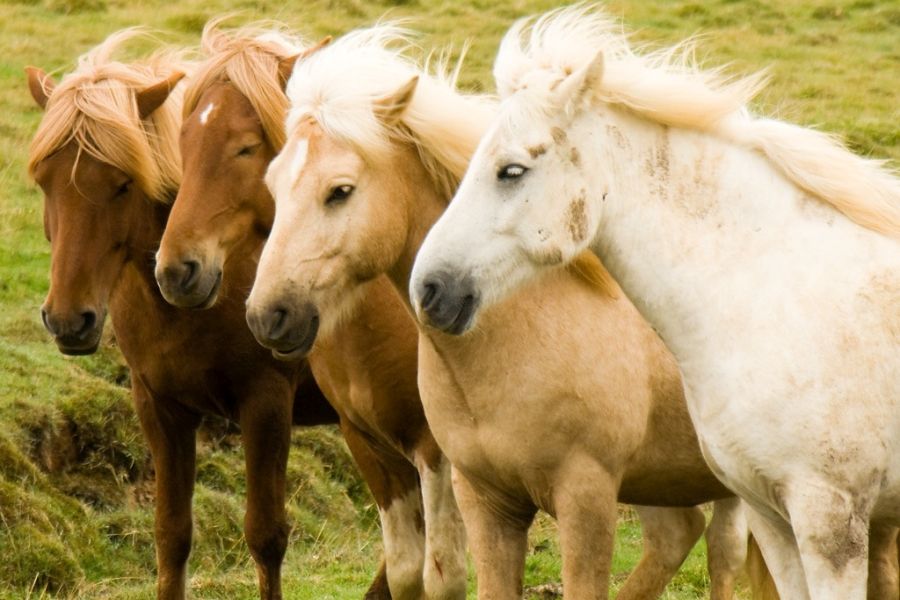IJslandse paarden