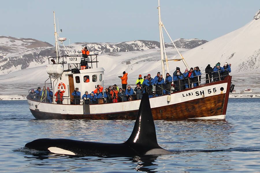 Orka’s Grundarfjordur IJsland