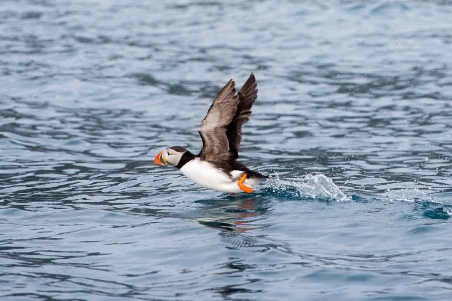Wildlife Sea Safari incl. Runde vogelreservaat