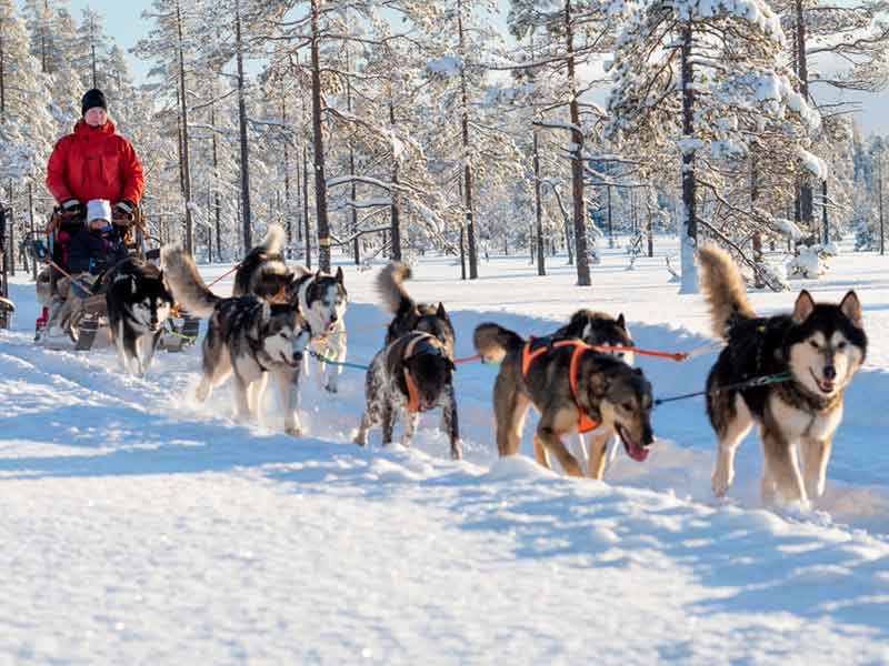 Huskysledetocht door de sneeuw in Sälen, Zweden 