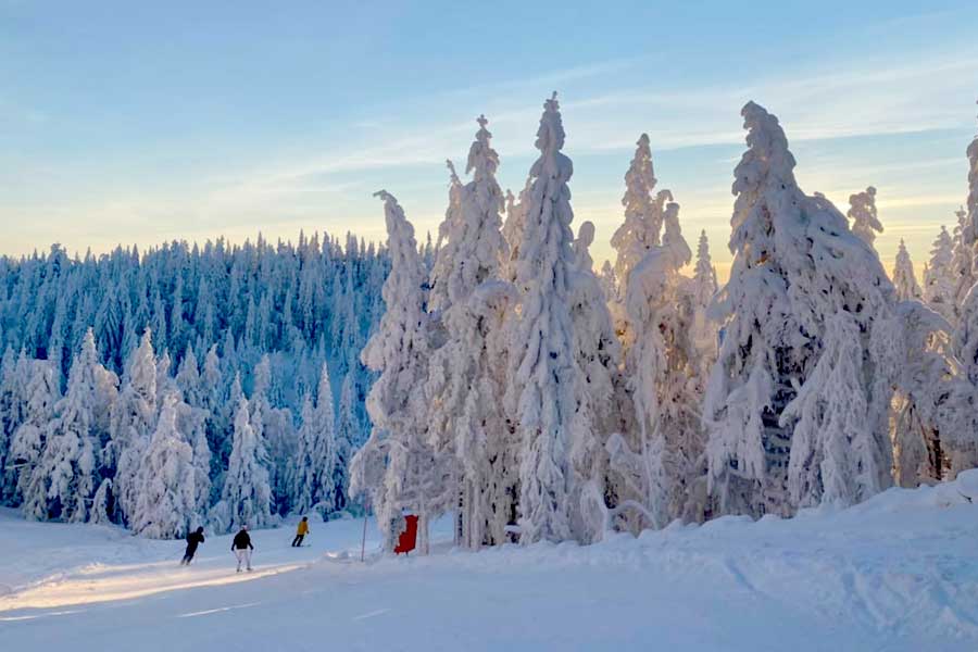 Besneeuwde bomen en een blauwe lucht in Kläppen, Zweden